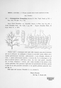 Coleosporium pulsatillae image